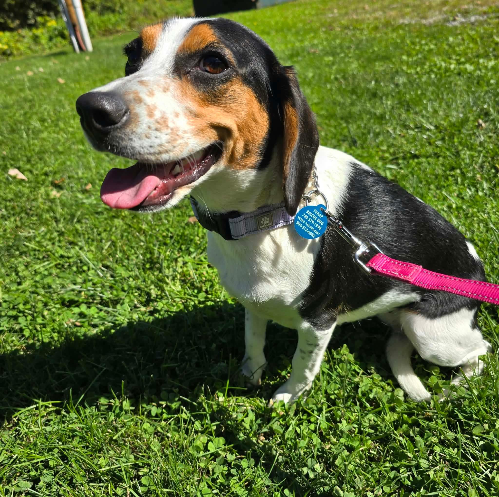 Enlarge Stella, a Adoptable Beagle in St. Clairsville, OH image 3/6