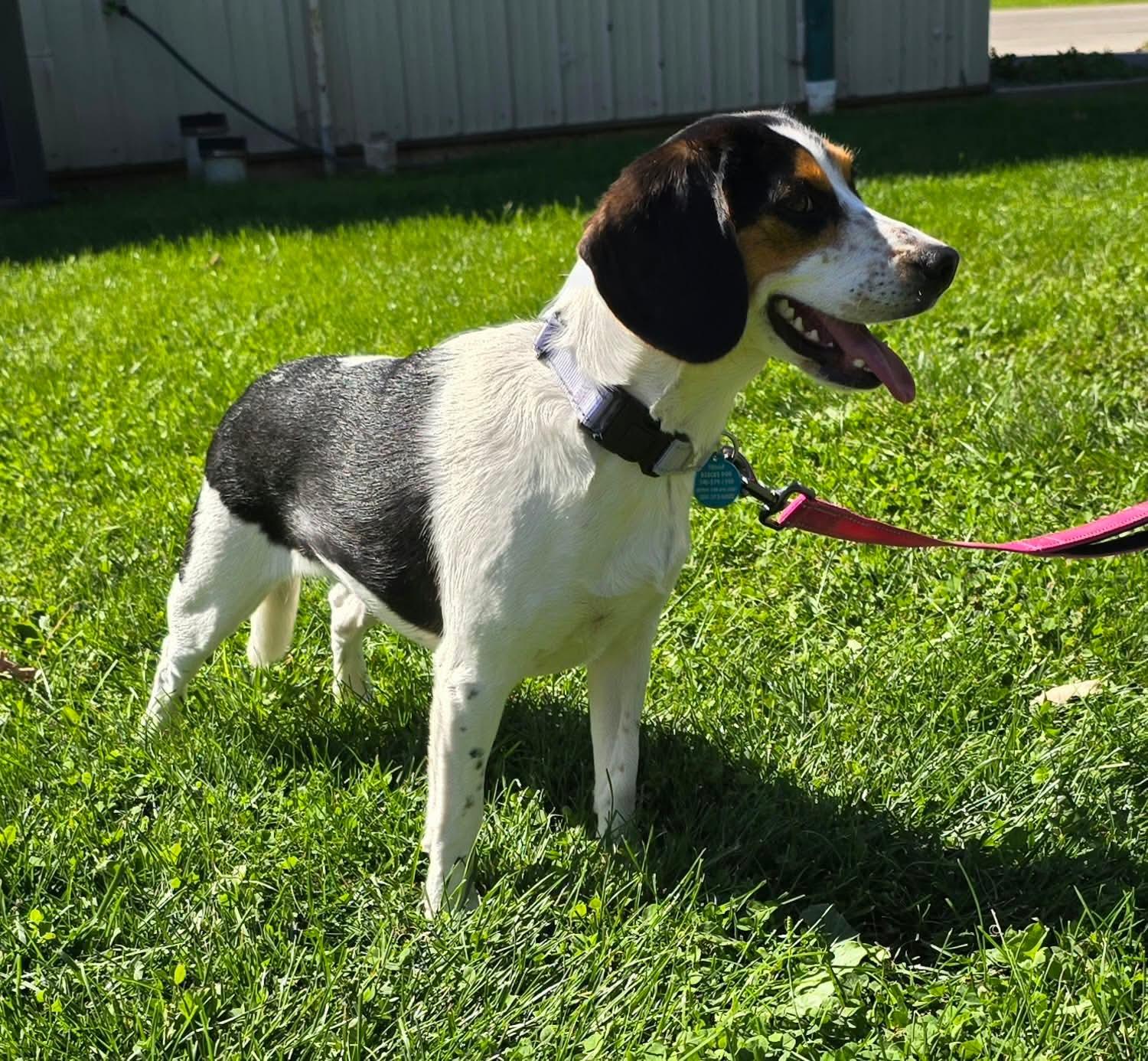 Stella, Adoptable, Young Female Beagle.