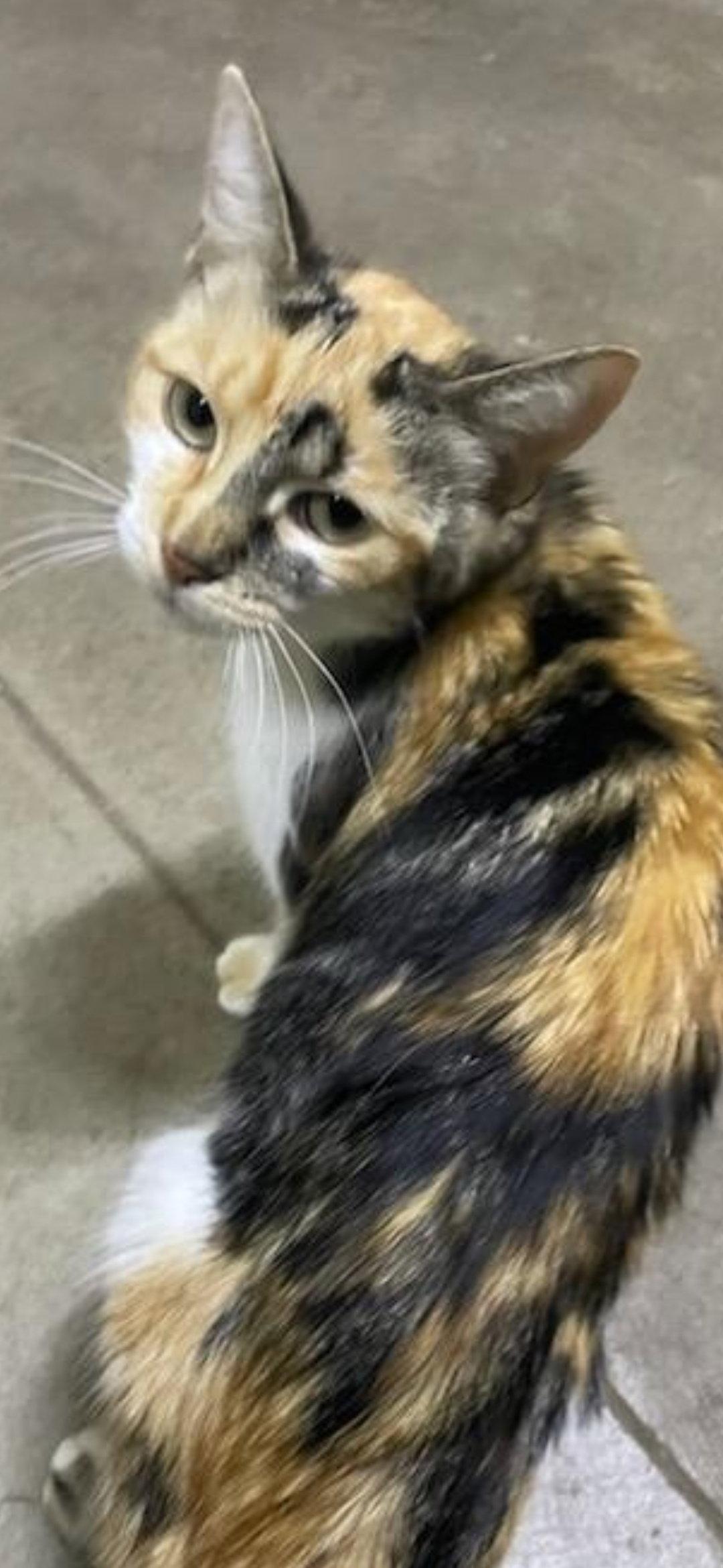 Kali Kat, Adoptable, Young Female Calico.