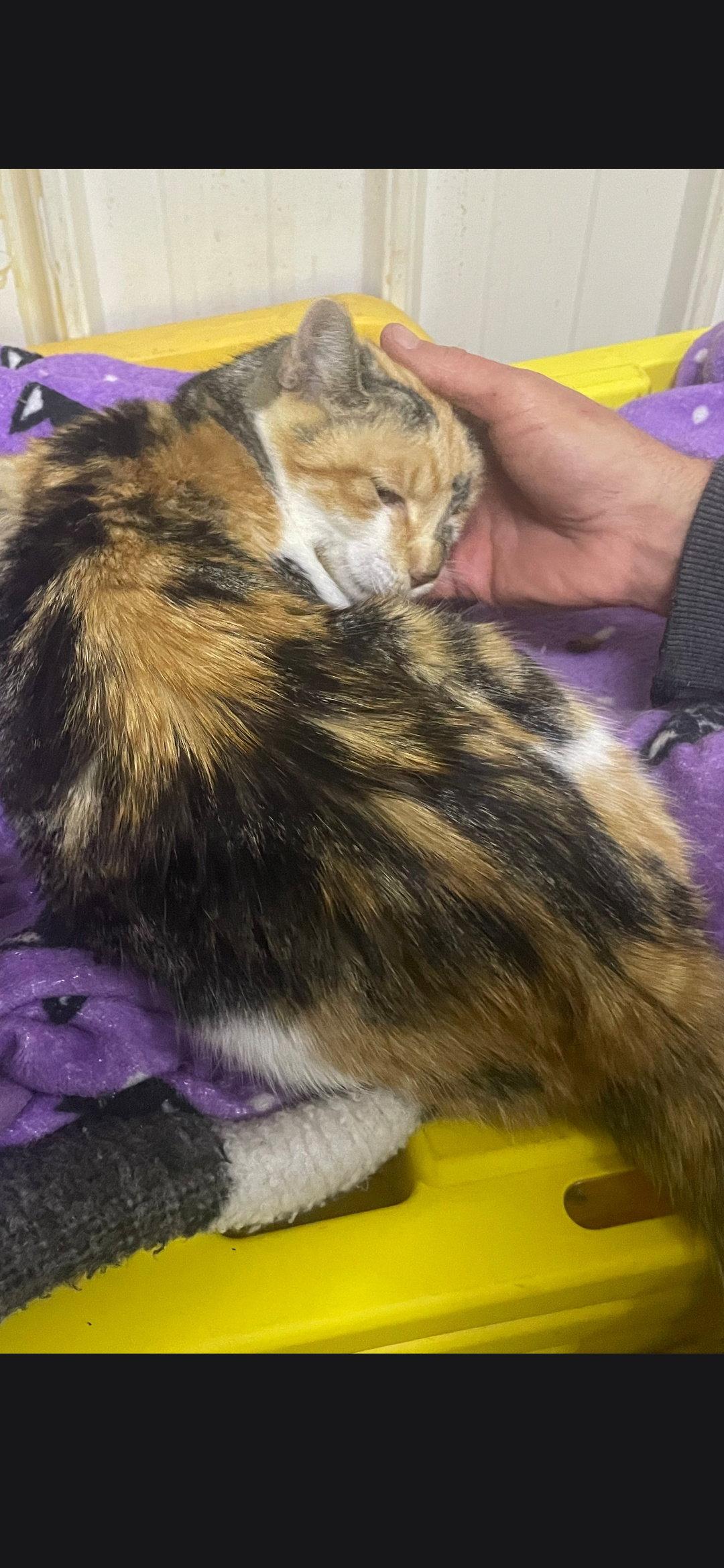 Enlarge Kali Kat, a Adoptable Calico in Marine City, MI image 2/3