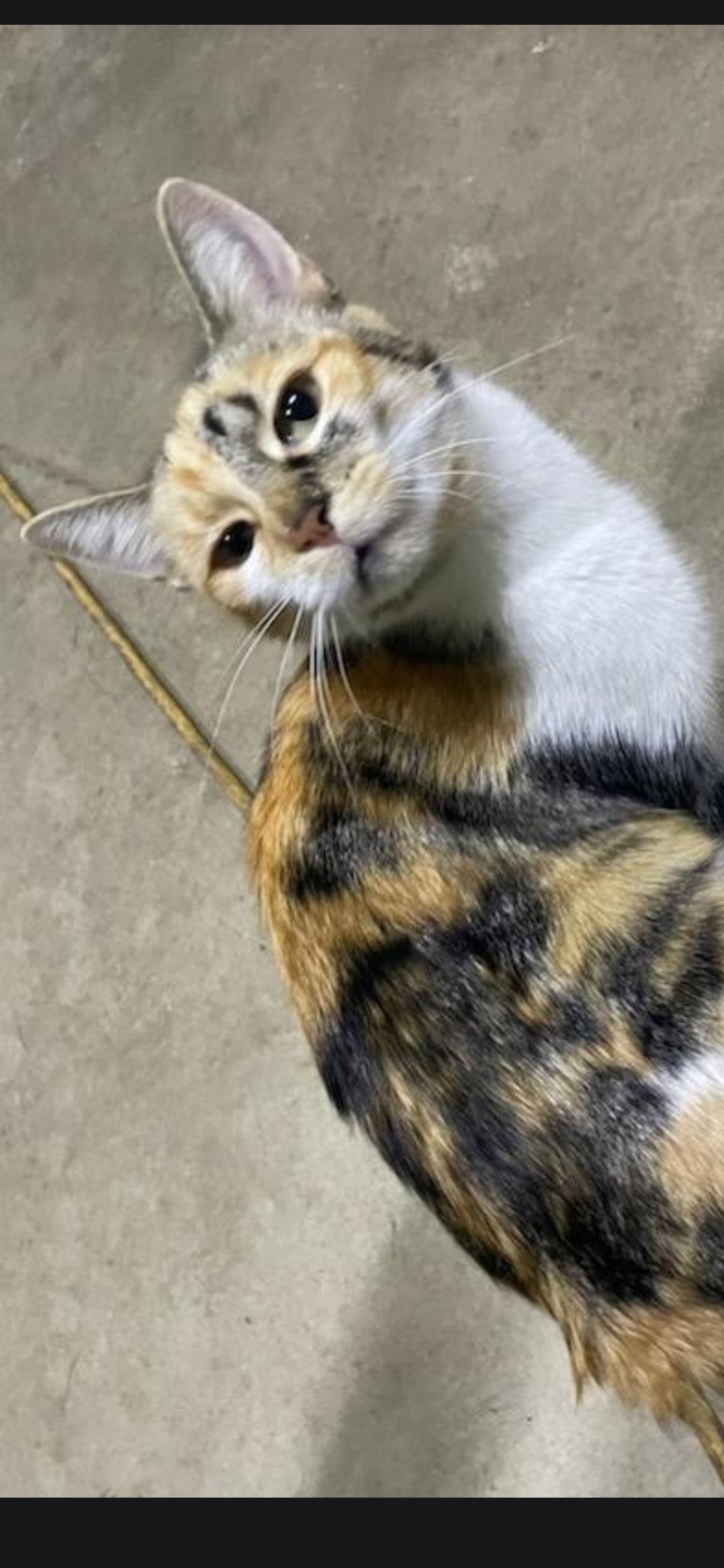 Enlarge Kali Kat, a Adoptable Calico in Marine City, MI image 3/3