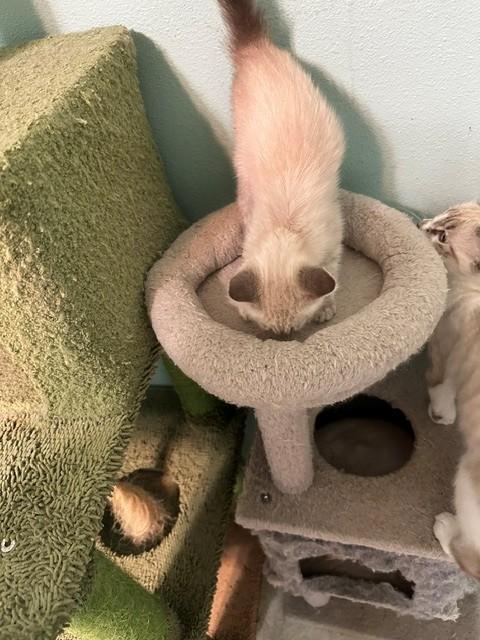 Missy, a Adoptable mixed breed in Middletown, VA image 6/6