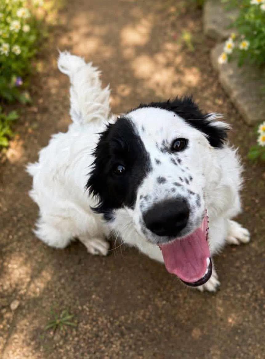 Enlarge Gemma, an adopted mixed breed in Grand Island, NE image 1/4