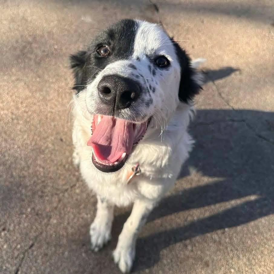 Enlarge Gemma, an adopted mixed breed in Grand Island, NE image 2/4