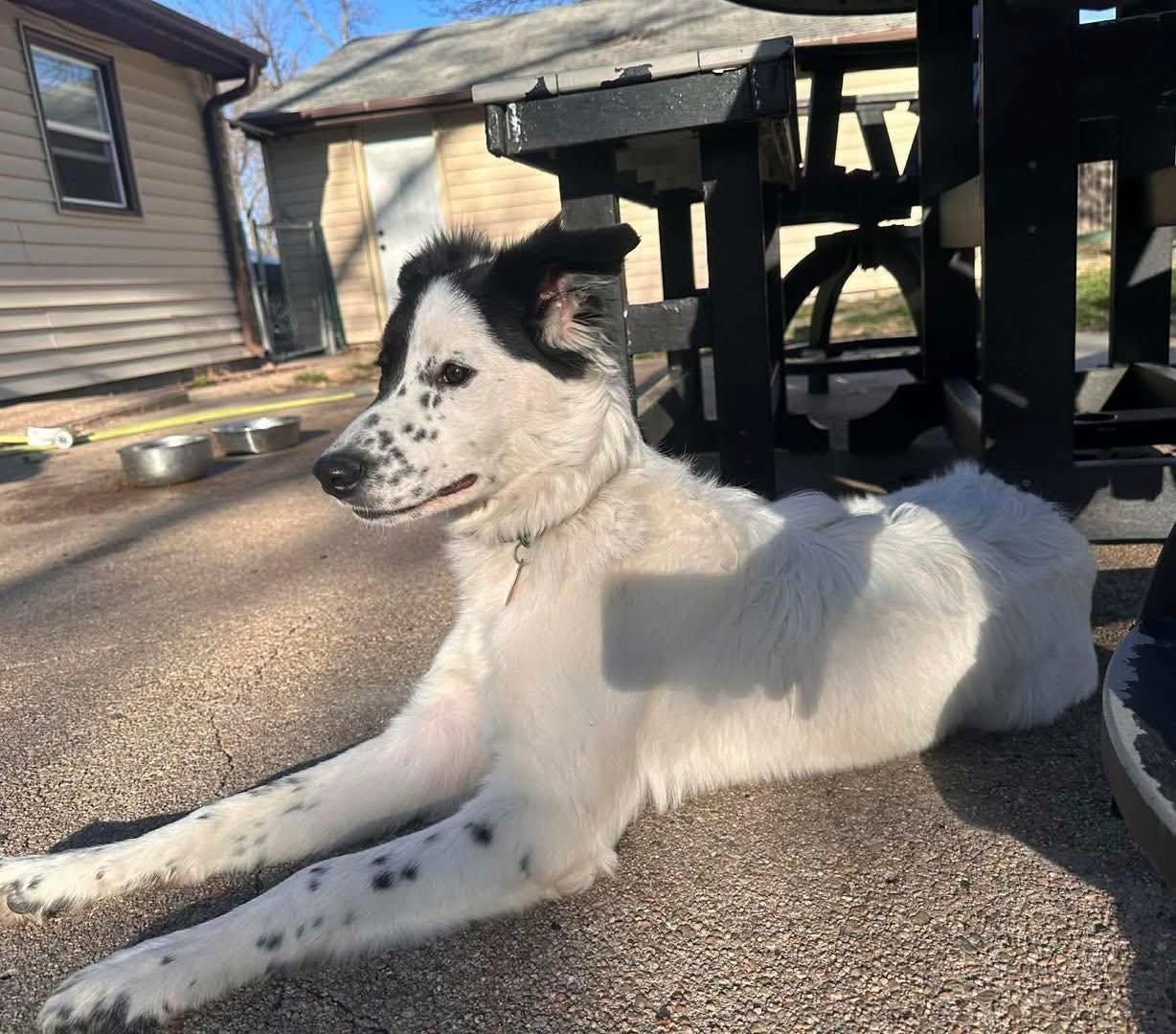 Enlarge Gemma, an adopted mixed breed in Grand Island, NE image 4/4