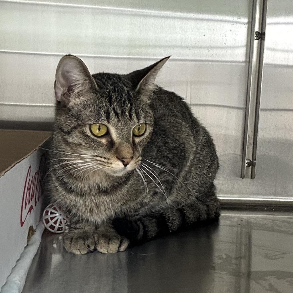 Stitch, Adoptable, Young Male Domestic Short Hair & Domestic Short Hair.