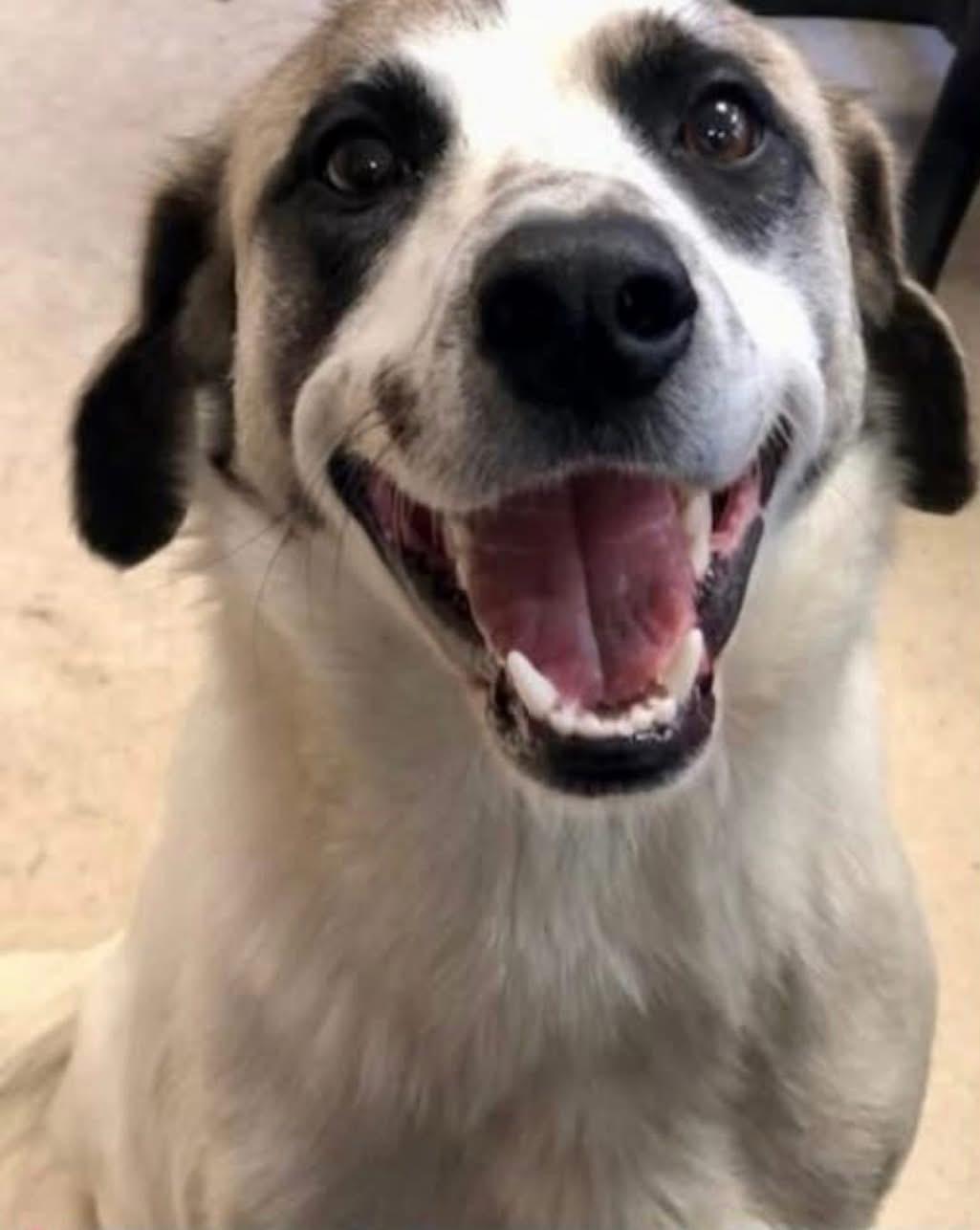Enlarge Cupid , an adopted mixed breed in Howes Cave, NY image 2/2