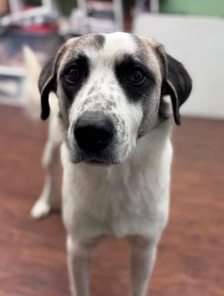 Cupid , adopted, Young Male Great Pyrenees & Anatolian Shepherd.