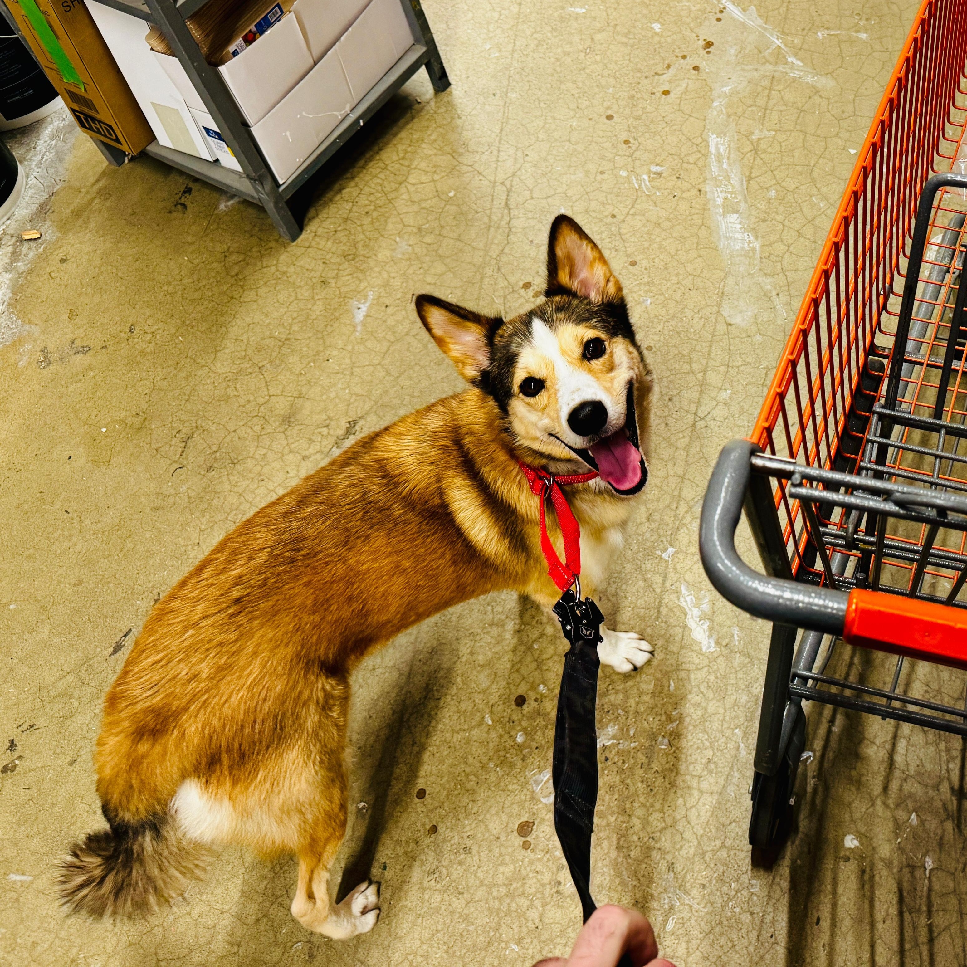 Enlarge Lobo, a Adoptable mixed breed in Baltimore, MD image 3/6