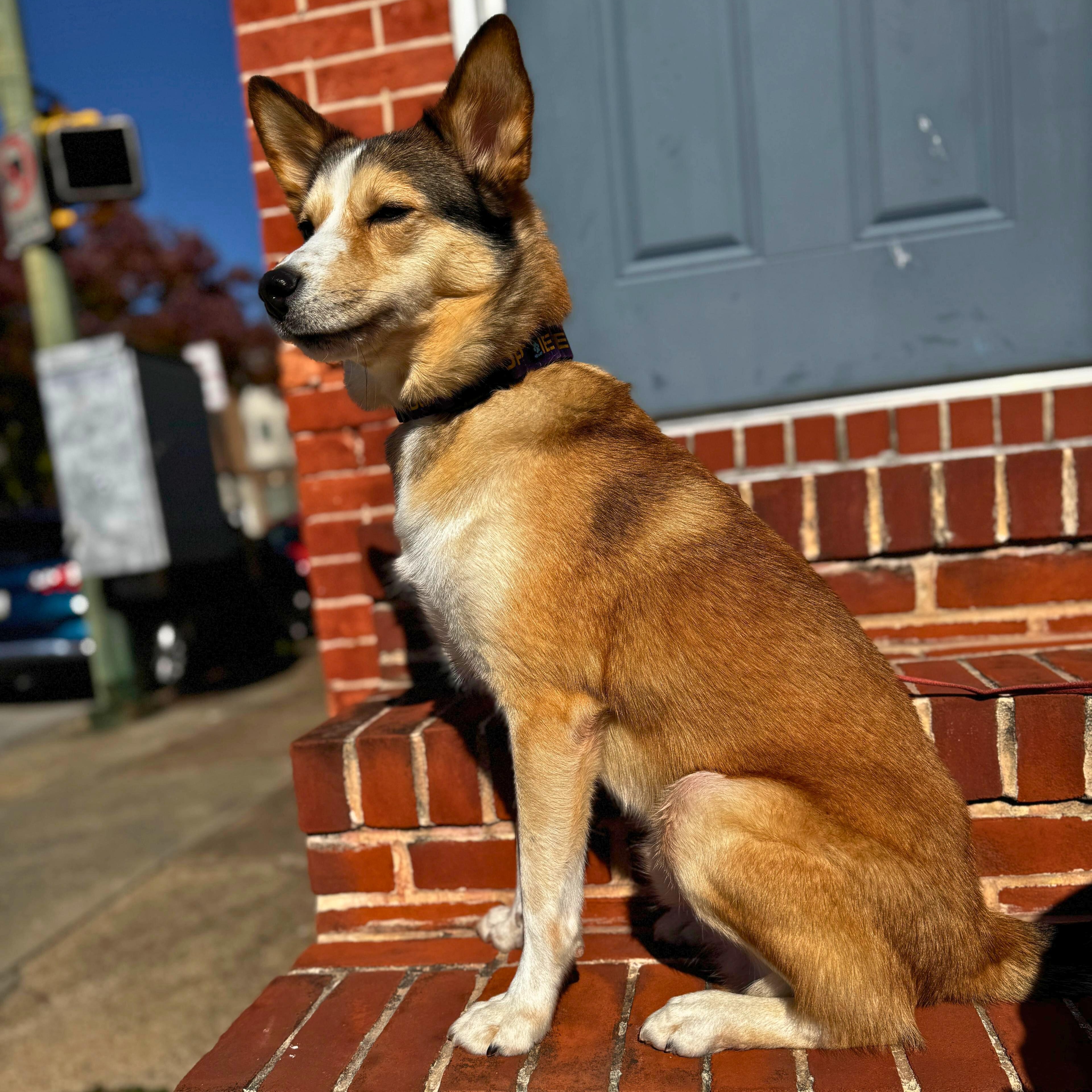 Lobo, Adoptable, Young Male Husky.