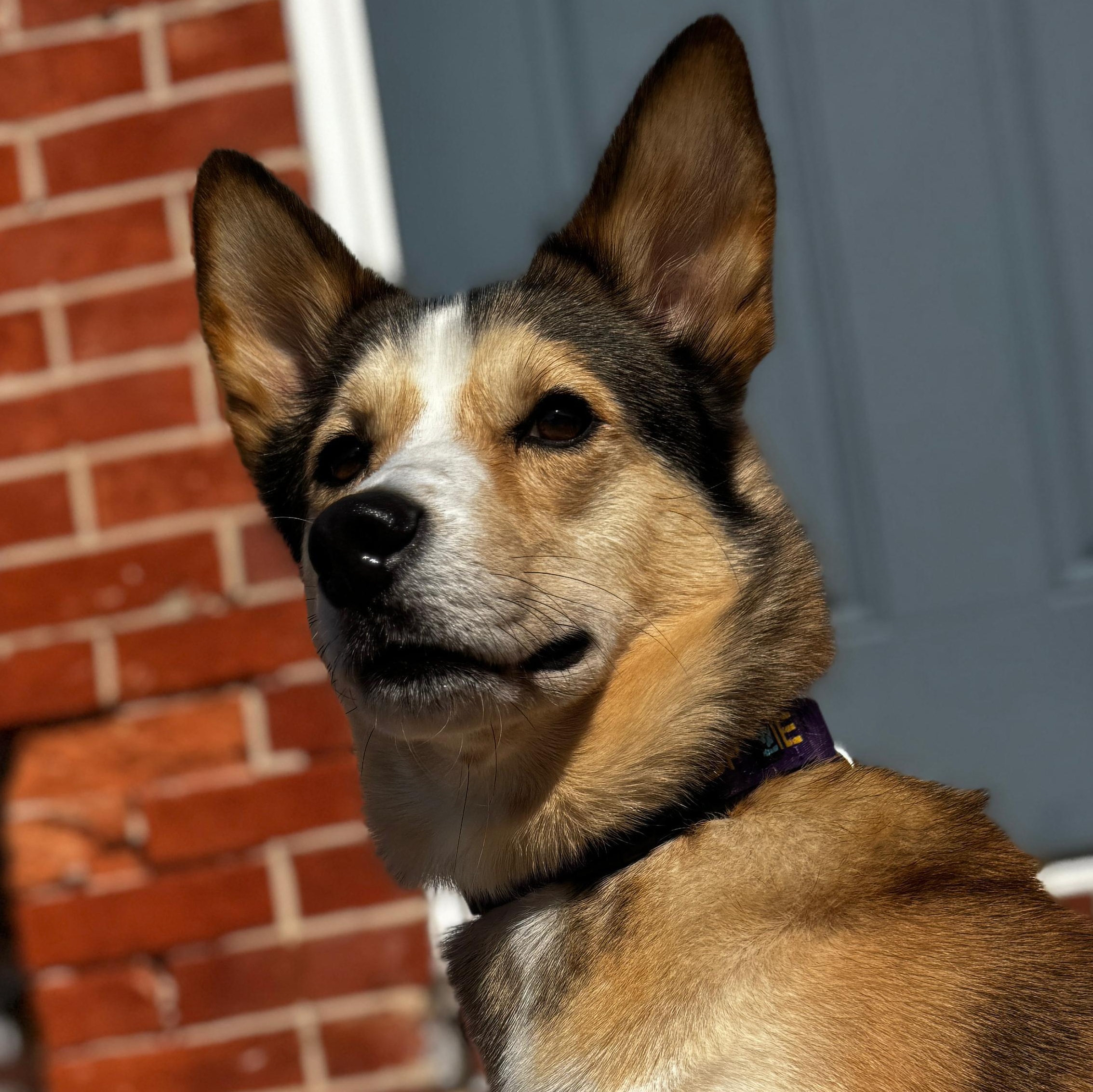 Enlarge Lobo, a Adoptable mixed breed in Baltimore, MD image 6/6