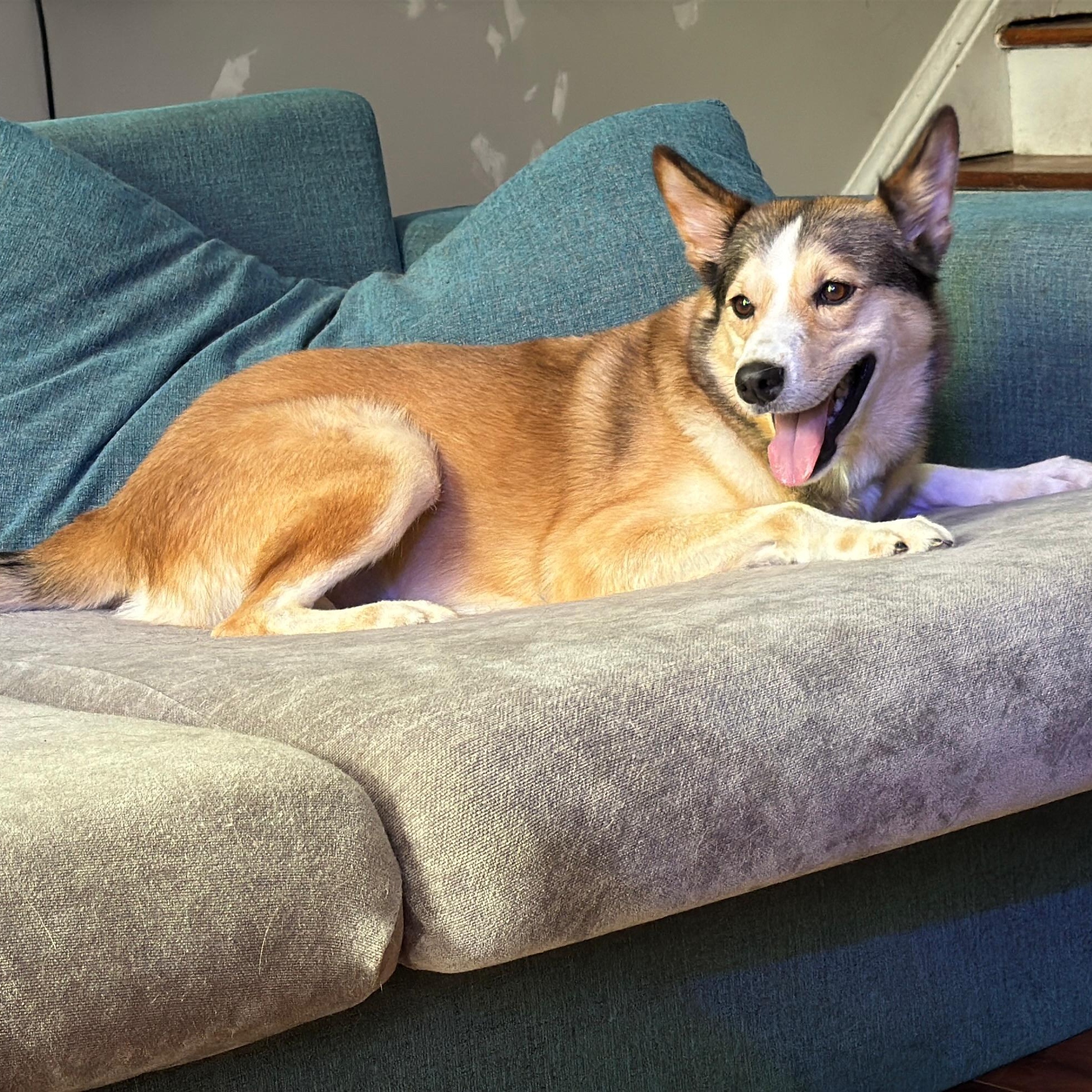 Enlarge Lobo, a Adoptable mixed breed in Baltimore, MD image 4/6