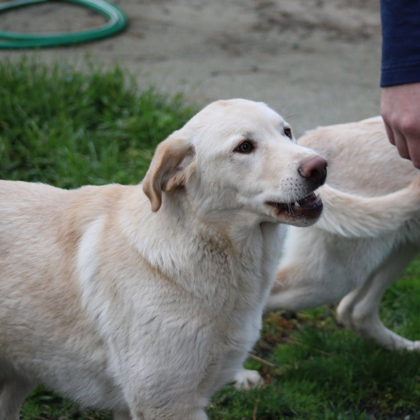 Enlarge Gwen and Blake, a ADOPTABLE mixed breed in Weaverville, CA image 3/6