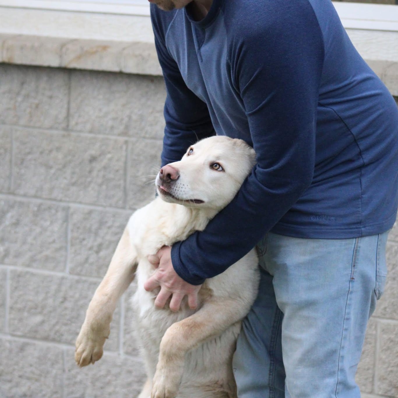 Enlarge Gwen and Blake, a ADOPTABLE mixed breed in Weaverville, CA image 4/6