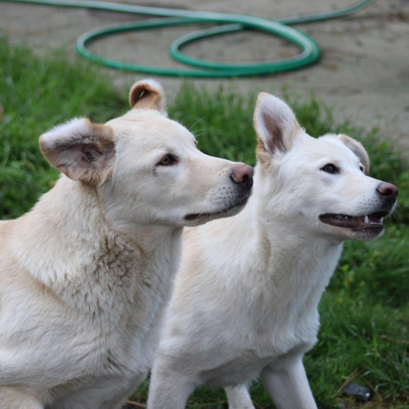 Enlarge Gwen and Blake, a ADOPTABLE mixed breed in Weaverville, CA image 1/6