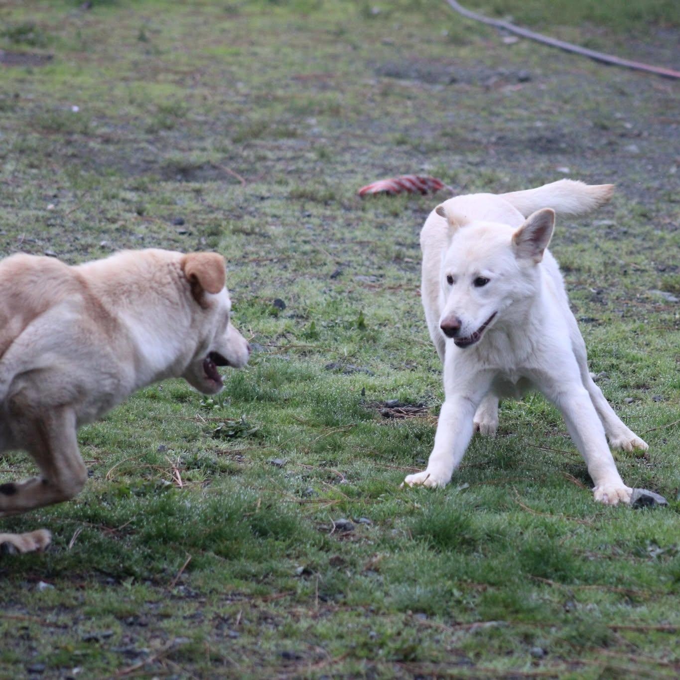 Enlarge Gwen and Blake, a ADOPTABLE mixed breed in Weaverville, CA image 6/6