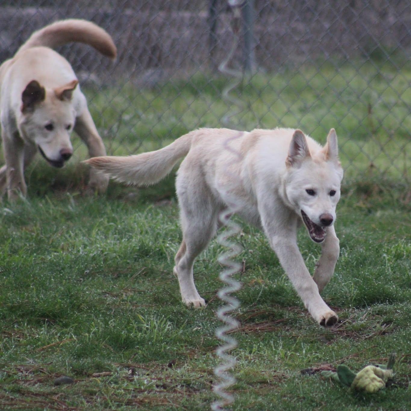 Enlarge Gwen and Blake, a ADOPTABLE mixed breed in Weaverville, CA image 5/6