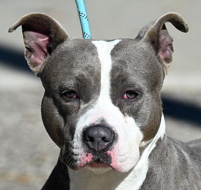 #250 Bonnie, Adopted, Young Female Pit Bull Terrier.