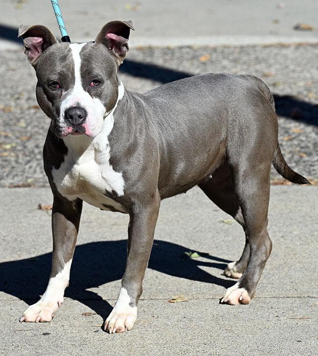 Enlarge #250 Bonnie, a Adopted Pit Bull Terrier in New Haven, CT image 2/3