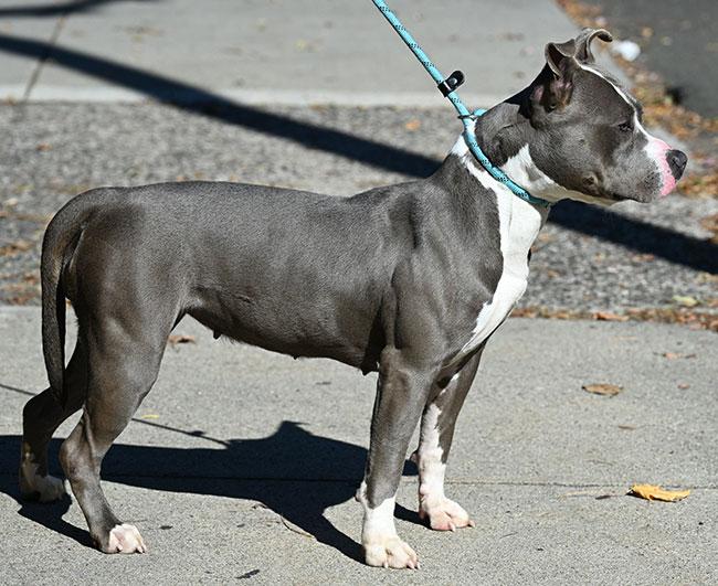 Enlarge #250 Bonnie, a Adopted Pit Bull Terrier in New Haven, CT image 3/3