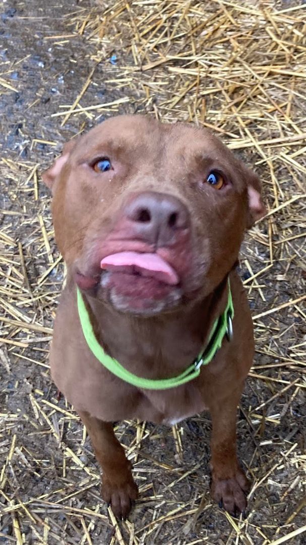 Bingo, Young Male Pit Bull Terrier
