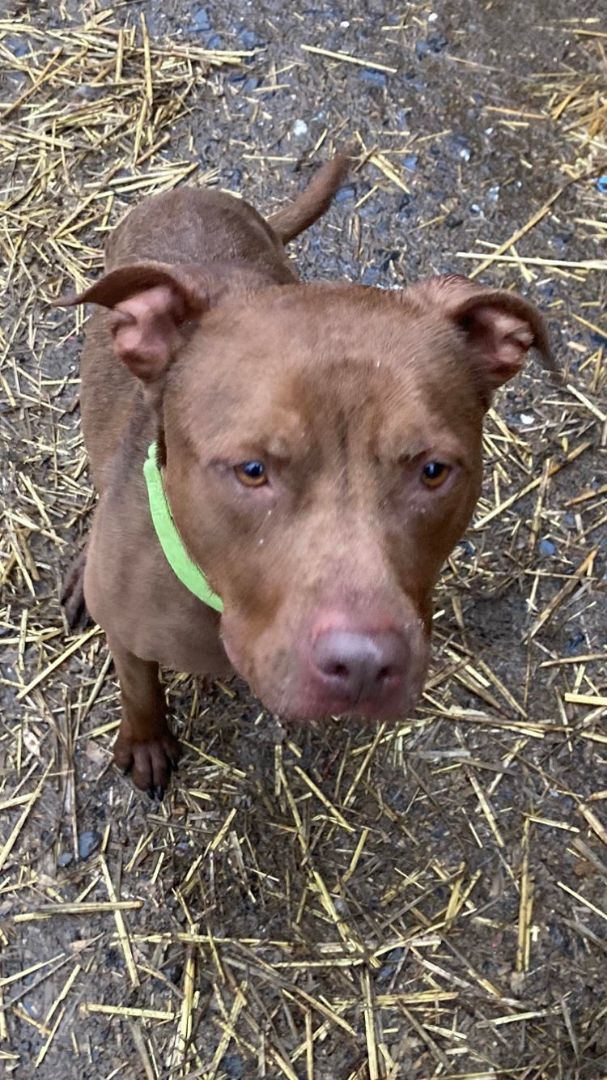 Enlarge Bingo, a Adoptable mixed breed in Silver Spring, MD image 2/3
