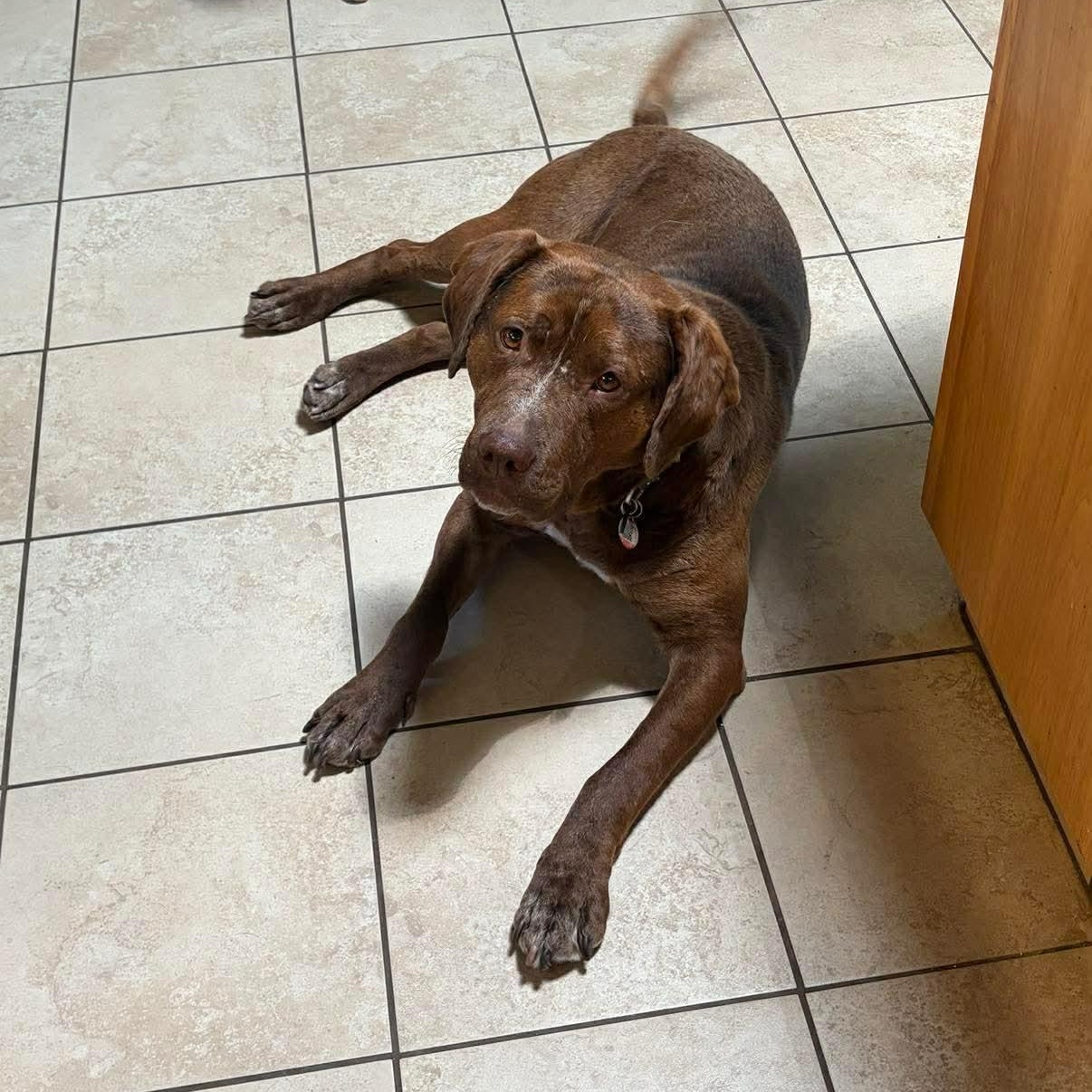 Dex, a ADOPTABLE mixed breed in Edmonton, AB image 5/6