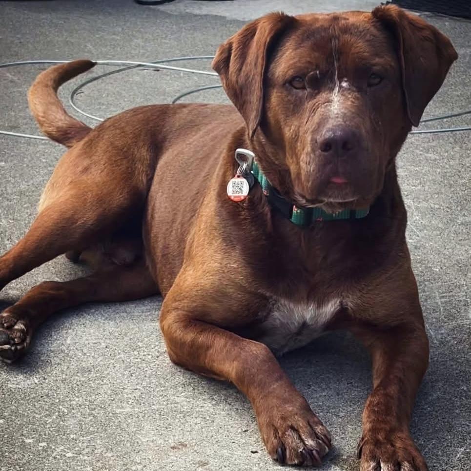 Dex, a ADOPTABLE mixed breed in Edmonton, AB image 1/6