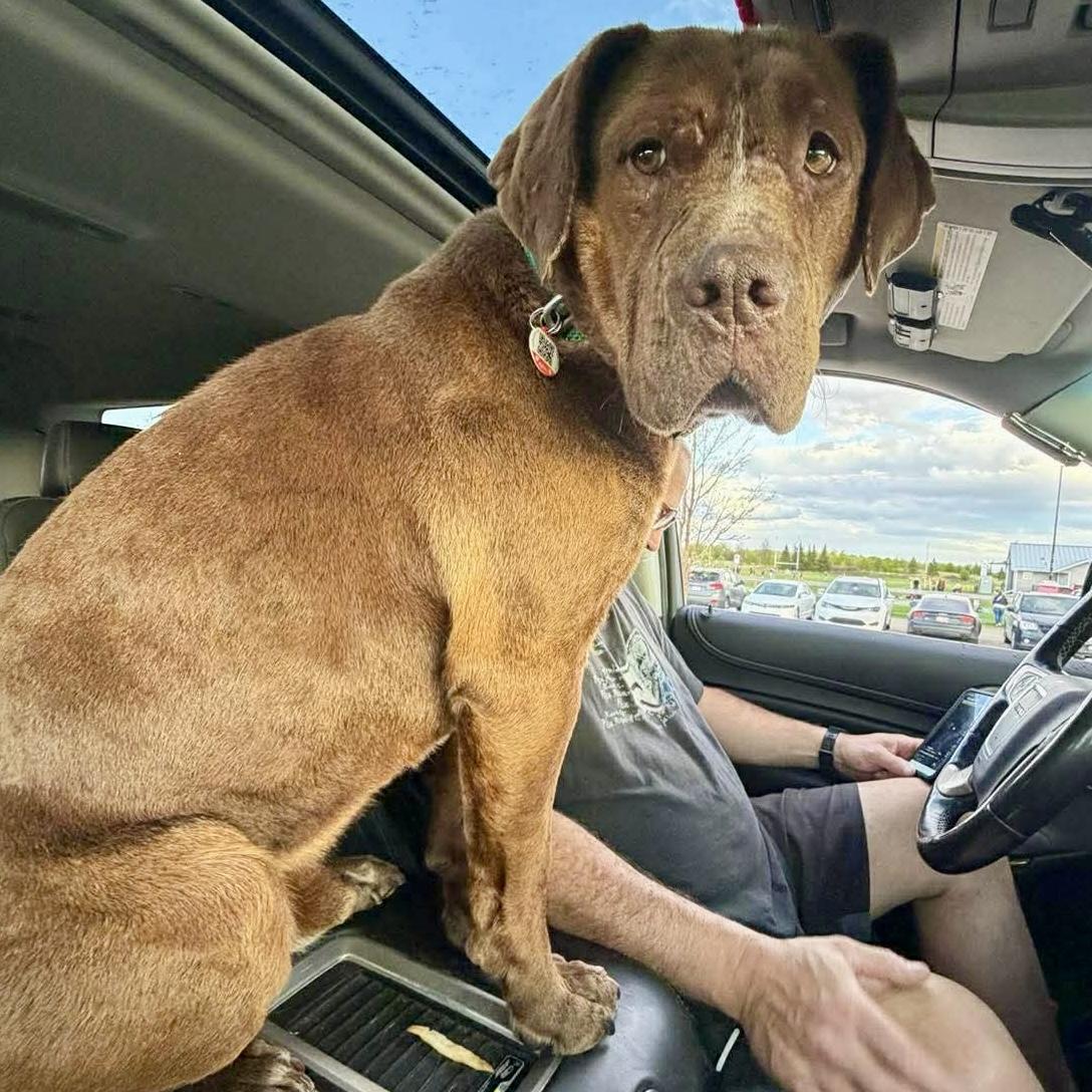 Dex, a ADOPTABLE mixed breed in Edmonton, AB image 2/6