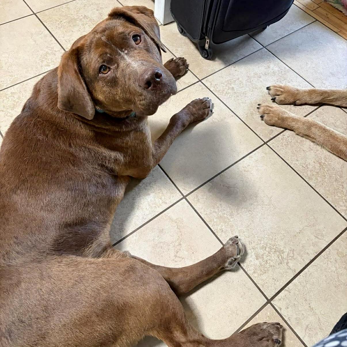 Dex, a ADOPTABLE mixed breed in Edmonton, AB image 4/6
