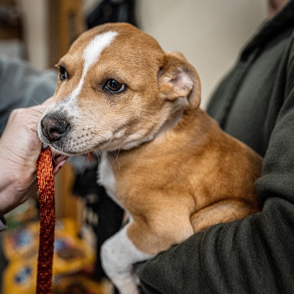 Max, a Adoptable mixed breed in Tomah, WI image 1/6