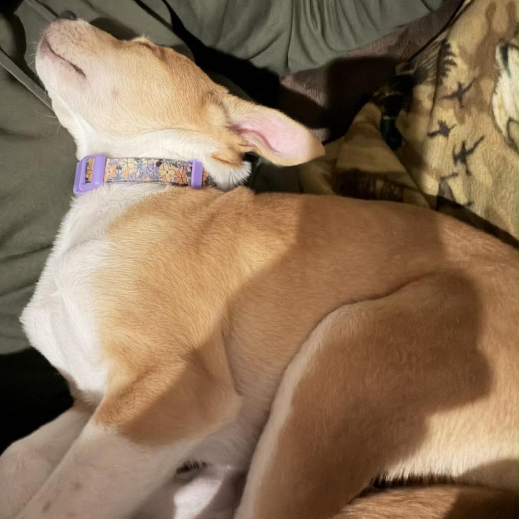 Max, a Adoptable mixed breed in Tomah, WI image 2/6