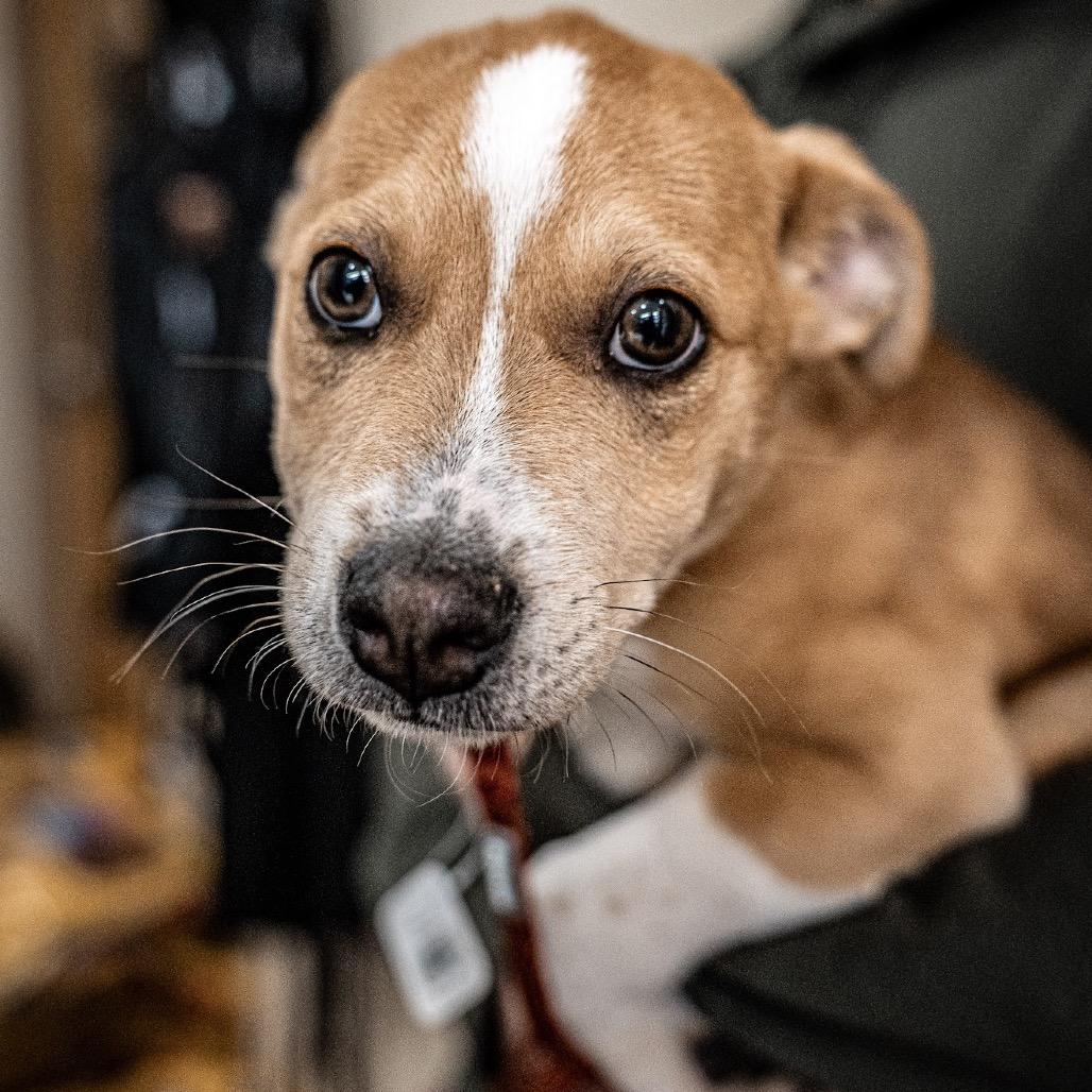 Max, a Adoptable mixed breed in Tomah, WI image 3/6