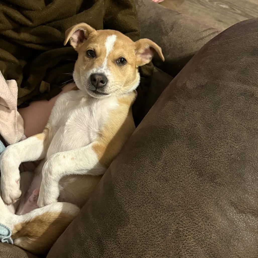 Max, a Adoptable mixed breed in Tomah, WI image 4/6