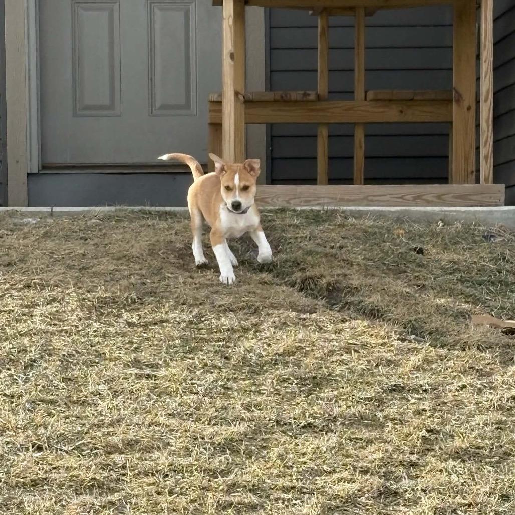 Max, a Adoptable mixed breed in Tomah, WI image 5/6
