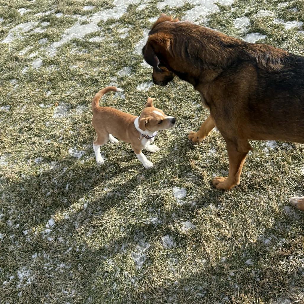 Max, a Adoptable mixed breed in Tomah, WI image 6/6