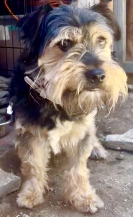 Tyler (Hypoallergenic) photo 4