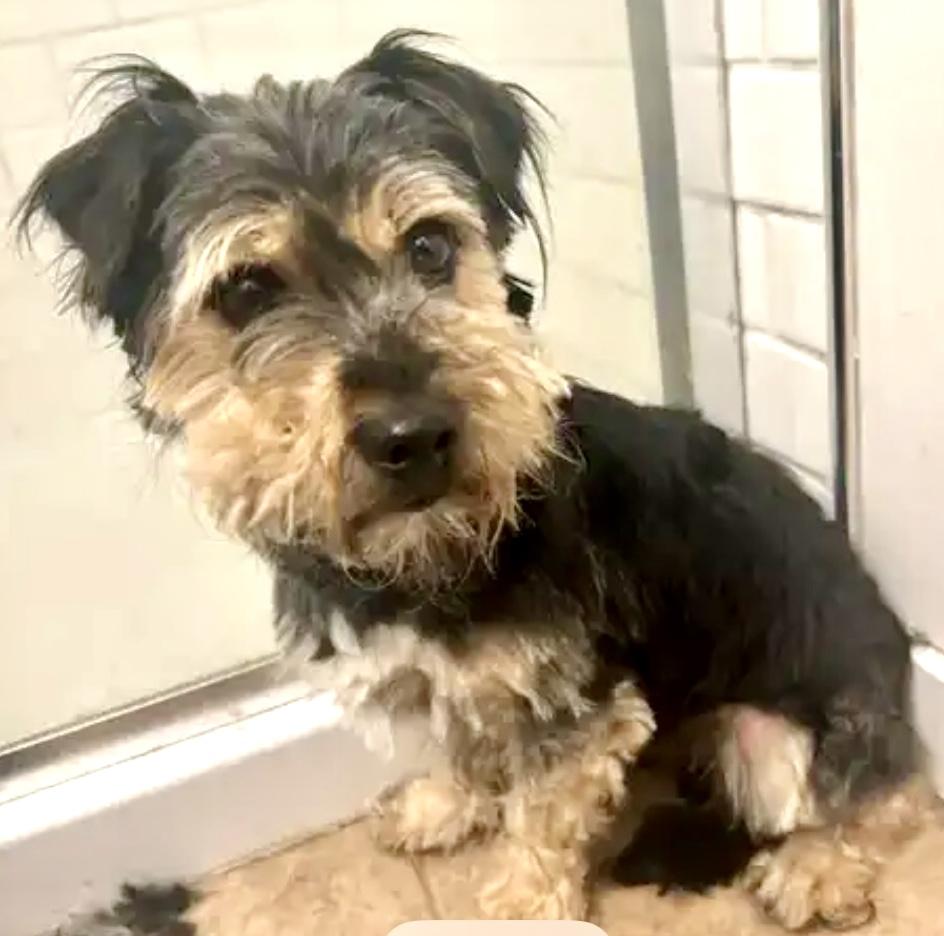 Tyler (Hypoallergenic), Young Male Miniature Schnauzer