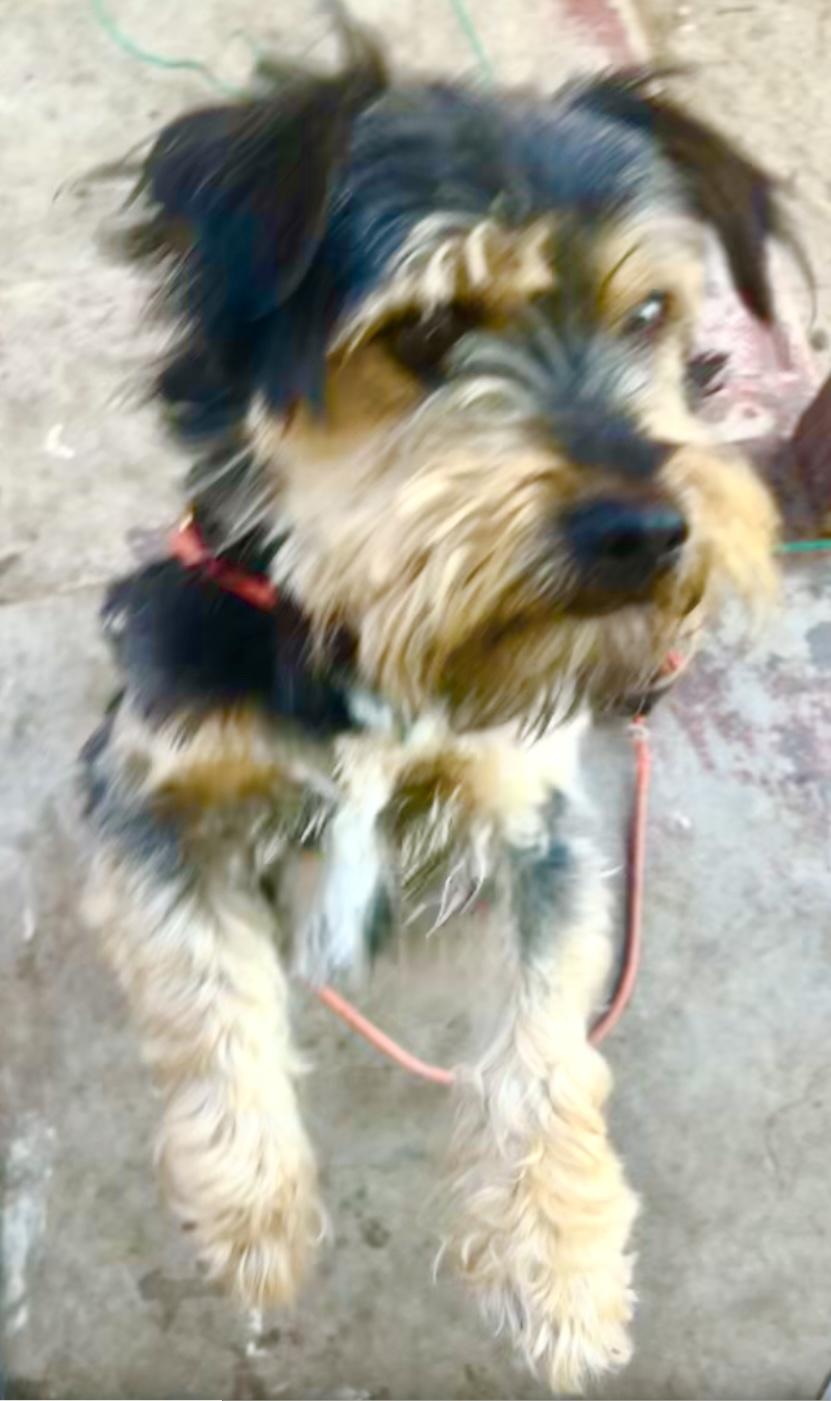 Tyler (Hypoallergenic) photo 6