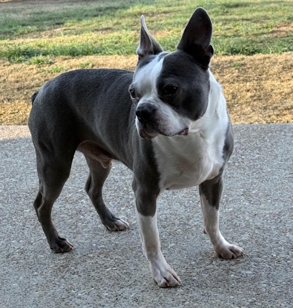 Buddy, Adoptable, Senior Male Boston Terrier.