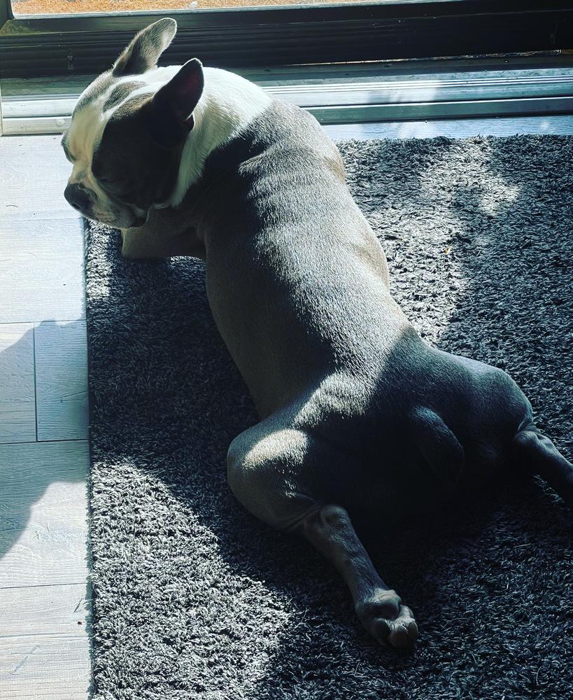 Enlarge Buddy, a Adoptable Boston Terrier in Jackson, TN image 3/6