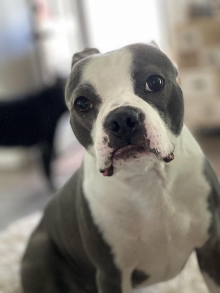 Enlarge Buddy, a Adoptable Boston Terrier in Jackson, TN image 4/6