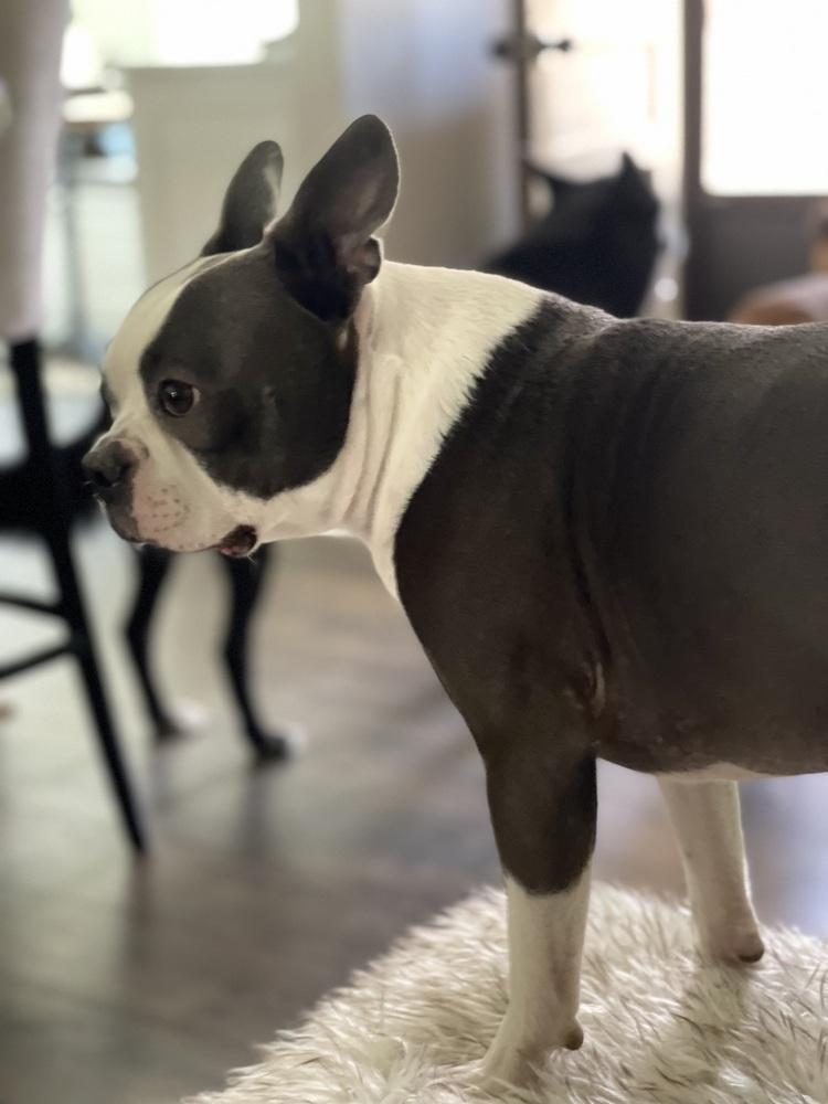 Enlarge Buddy, a Adoptable Boston Terrier in Jackson, TN image 5/6