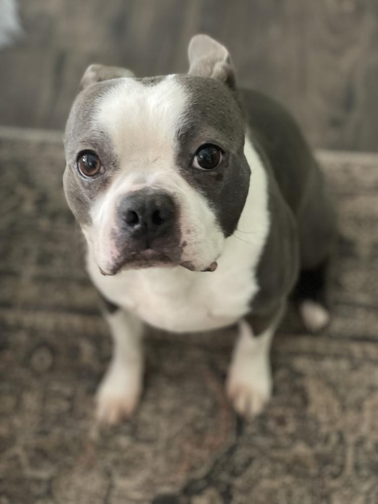 Enlarge Buddy, a Adoptable Boston Terrier in Jackson, TN image 6/6