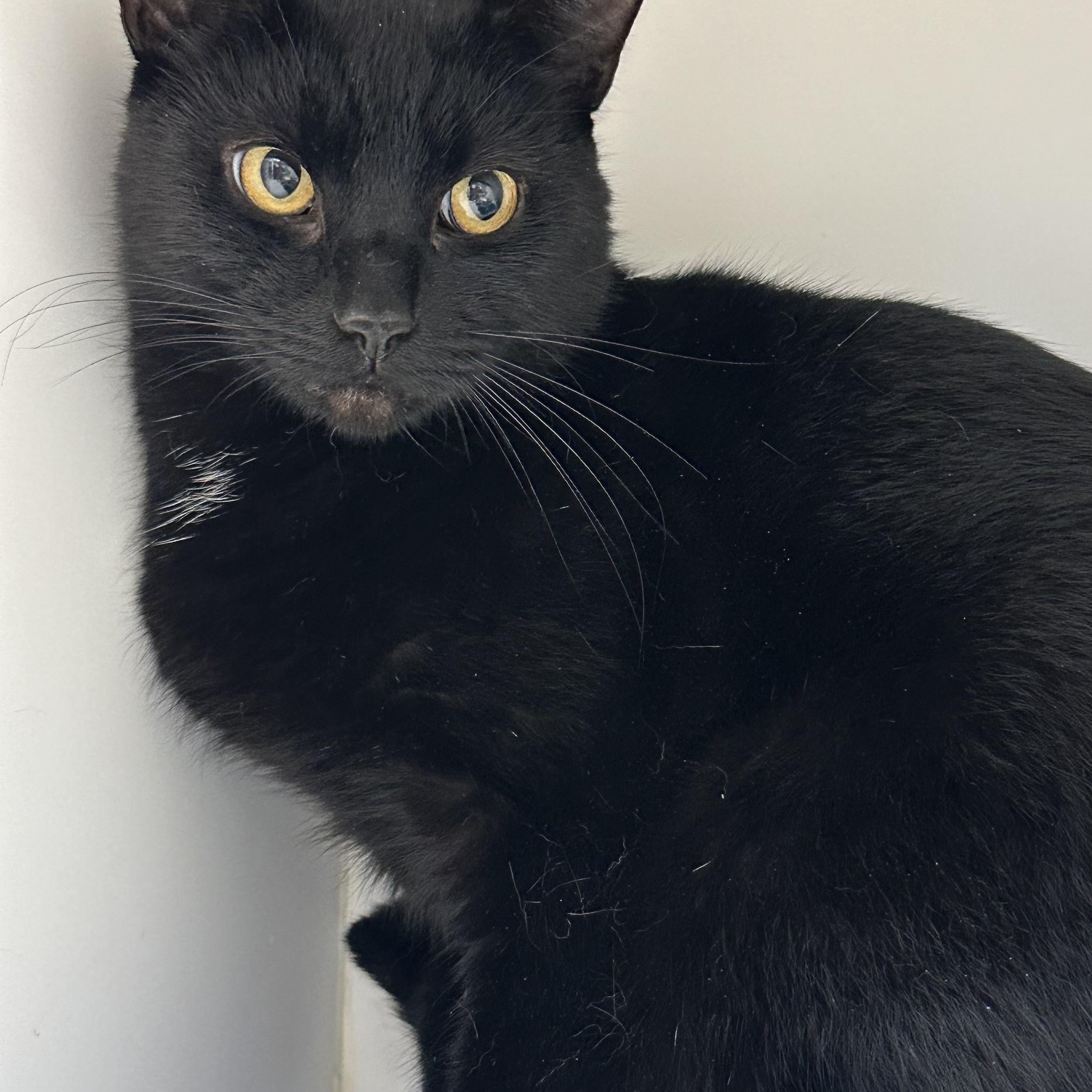 Glen (ID 52480), ADOPTABLE, Adult Male Domestic Short Hair.
