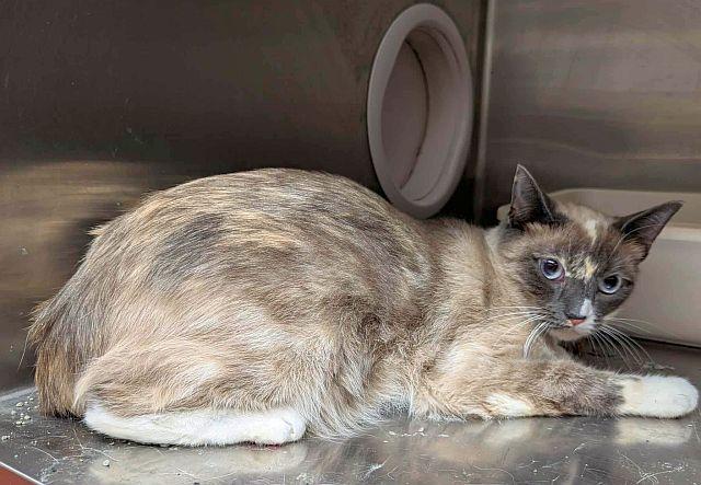SHAMIR, Adoptable, Adult Female Snowshoe & Siamese.