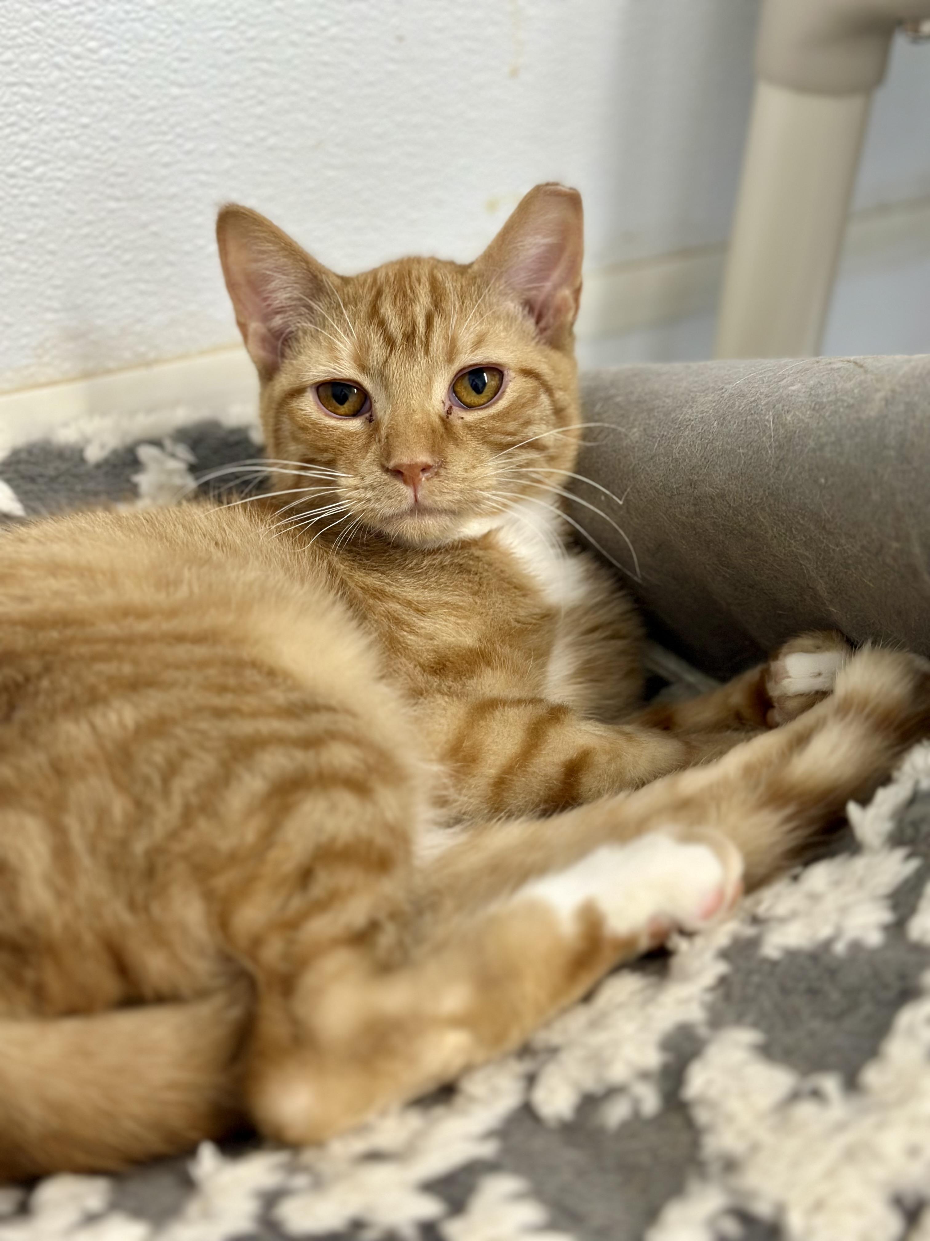Winston, Adoptable, Kitten Male Domestic Short Hair.