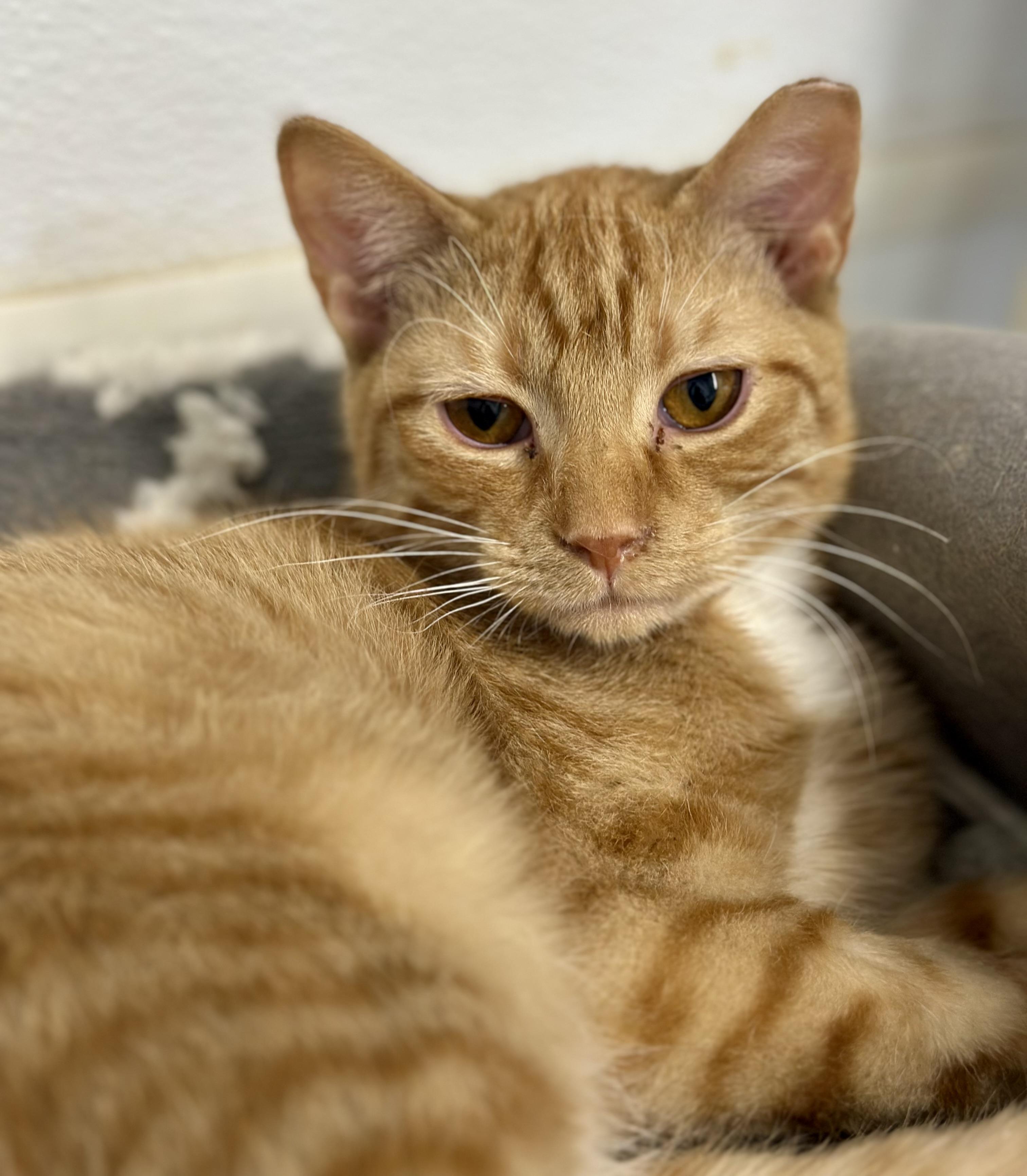 Enlarge Winston, a Adoptable Domestic Short Hair in Faribault, MN image 2/5