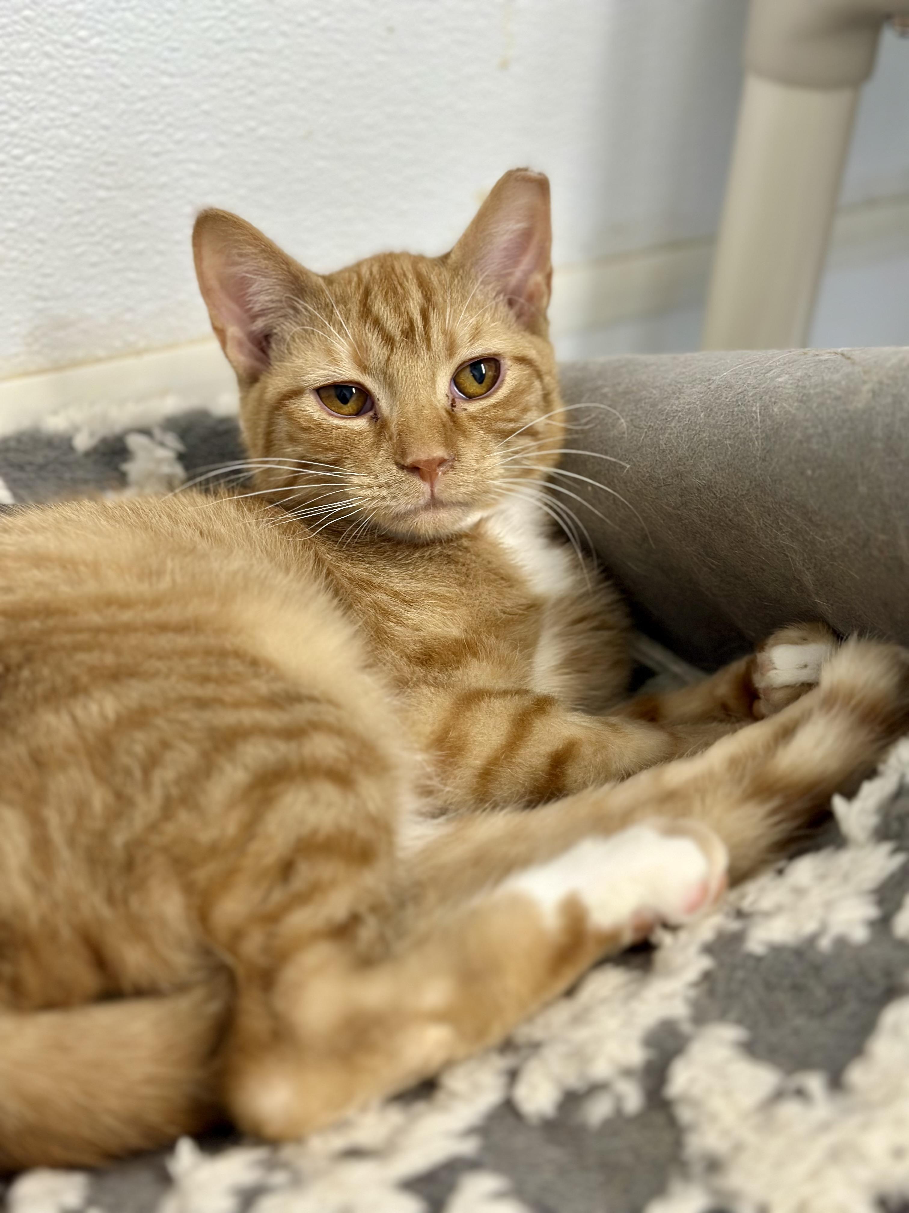 Enlarge Winston, a Adoptable Domestic Short Hair in Faribault, MN image 3/5