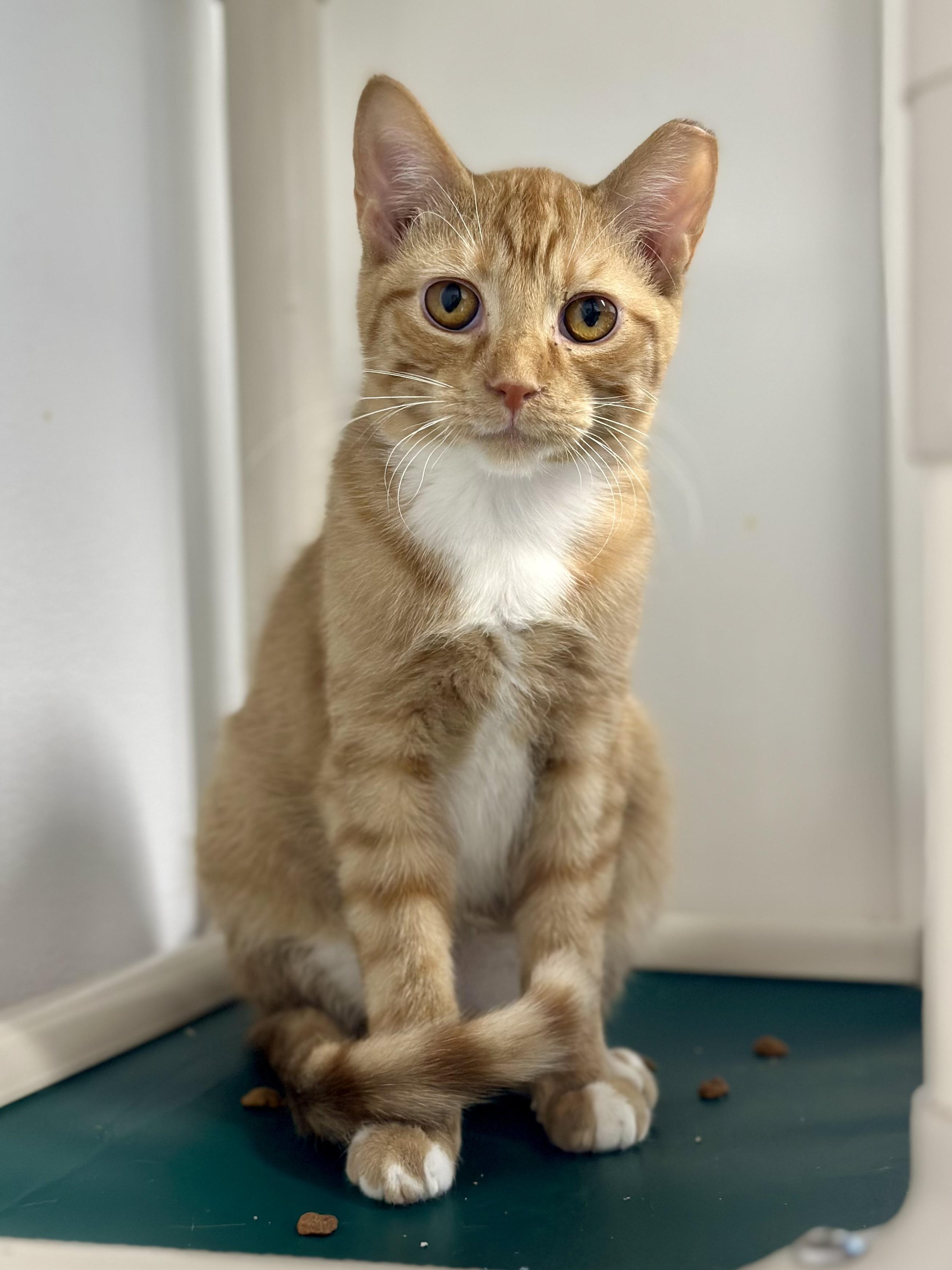 Enlarge Winston, a Adoptable Domestic Short Hair in Faribault, MN image 4/5